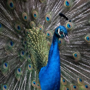 Pfau